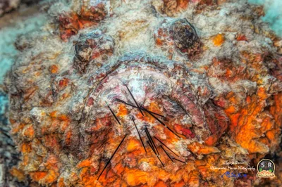 RED SEA STONEFISH