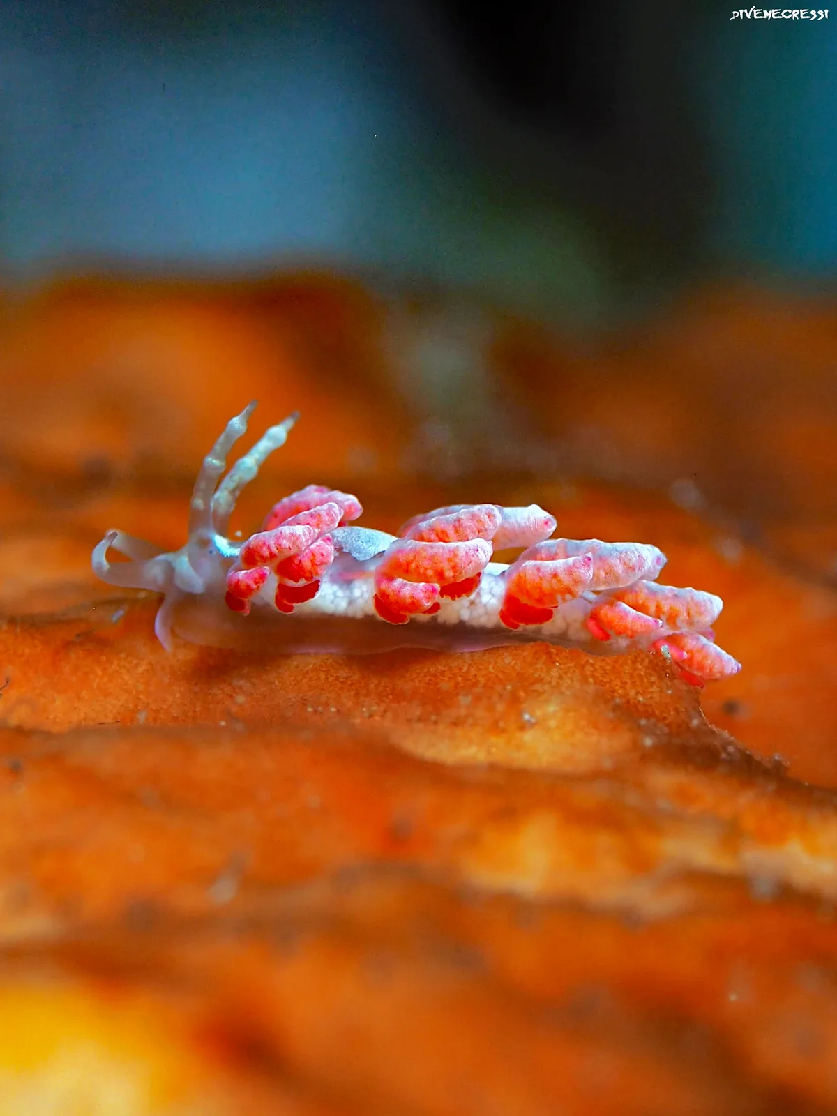 Favorinus japonicus