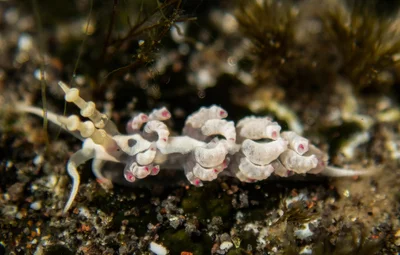 Favorinus japonicus