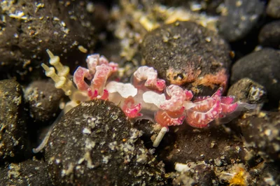 Favorinus japonicus  6-8mm