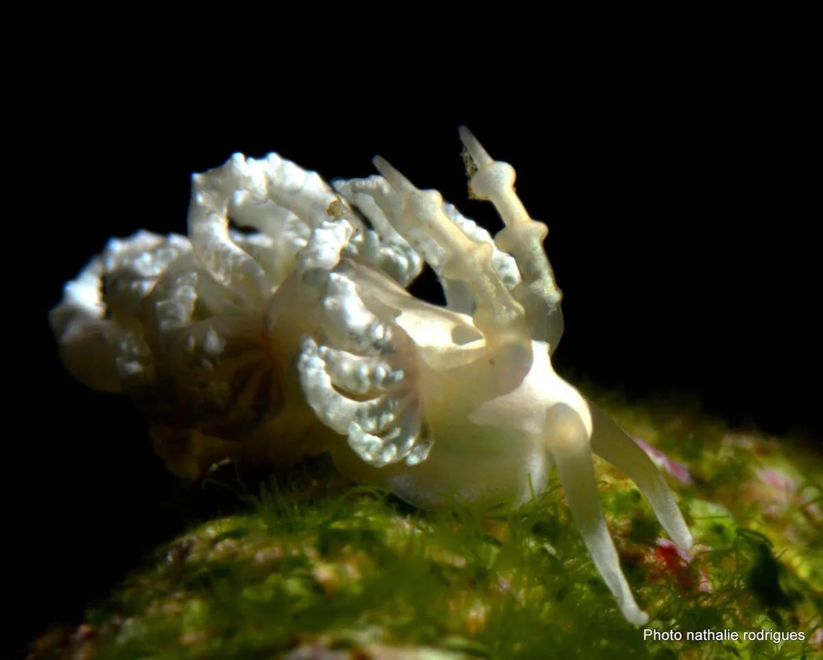 Favorinus japonicus