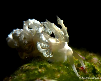 Favorinus japonicus