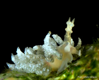 Favorinus japonicus