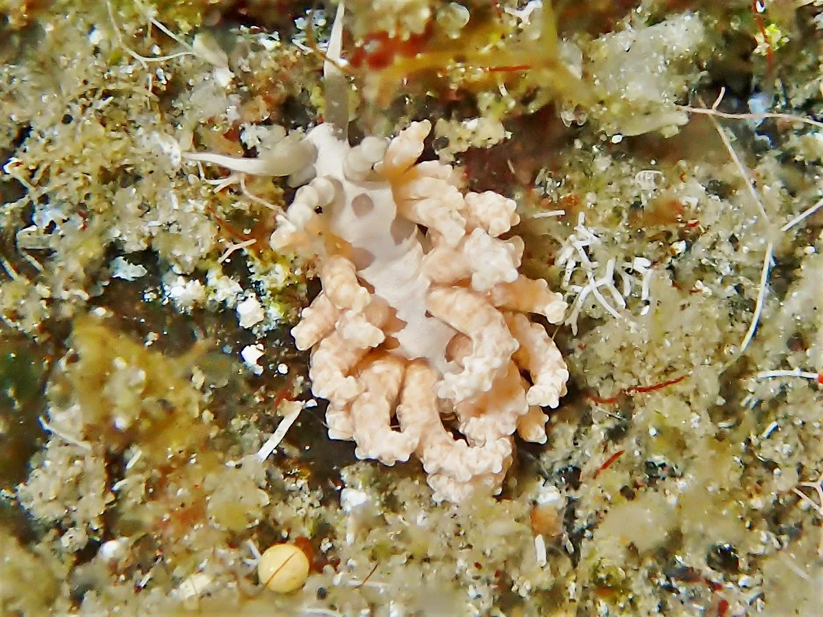 Favorinus japonicus