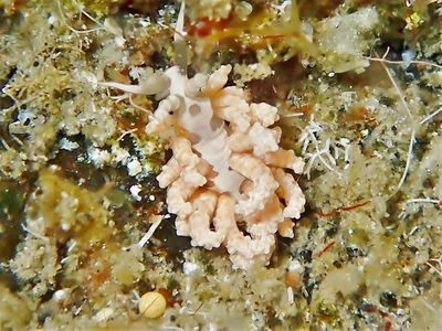 Favorinus japonicus