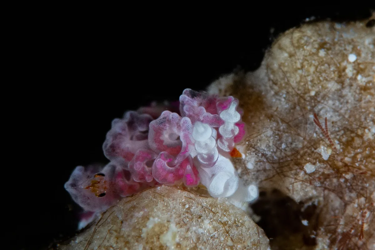 Favorinus japonicus