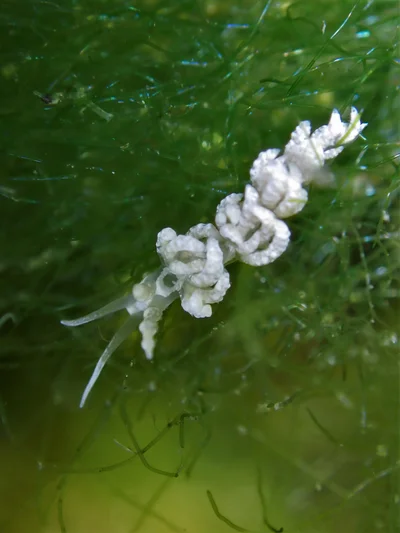 Favorinus japonicus