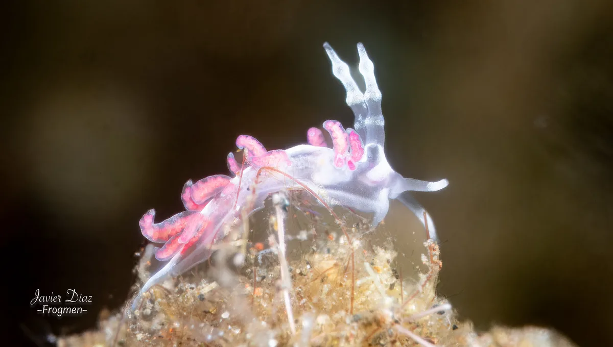 Favorinus japonicus. Tulamben. Bali.