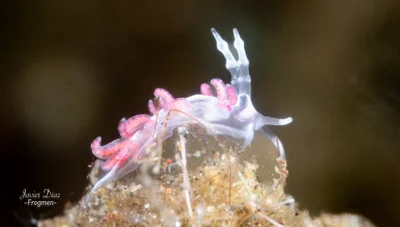 Favorinus japonicus. Tulamben. Bali.