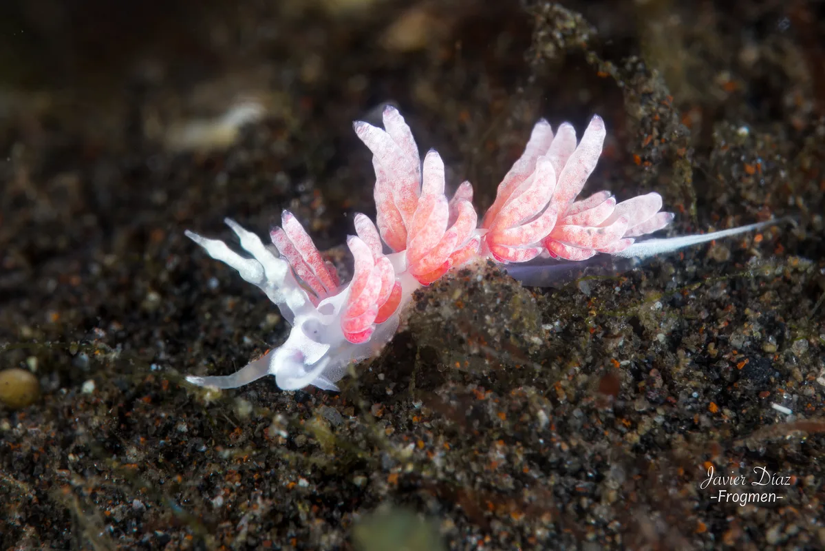 Favorinus japonicus. Tulamben. Bali.