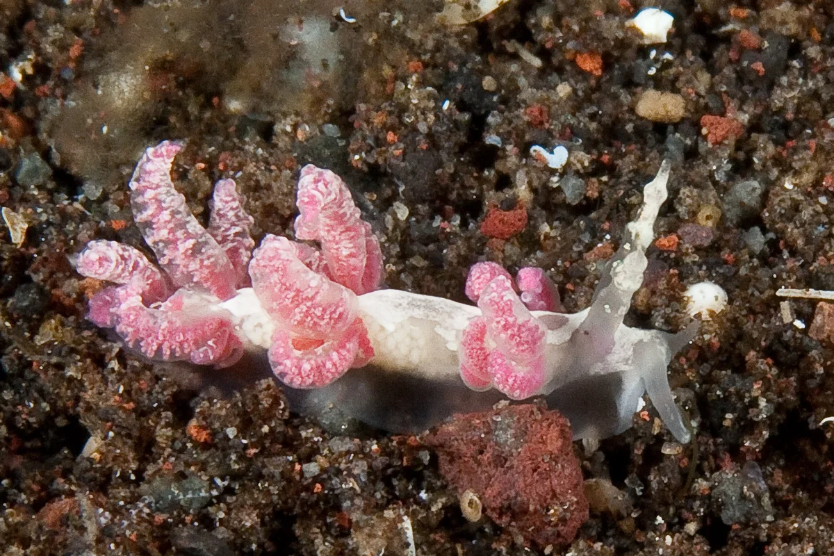 Favorinus japonicus 11 - Nudi Pixel