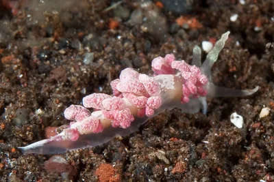 Favorinus japonicus 10 - Nudi Pixel