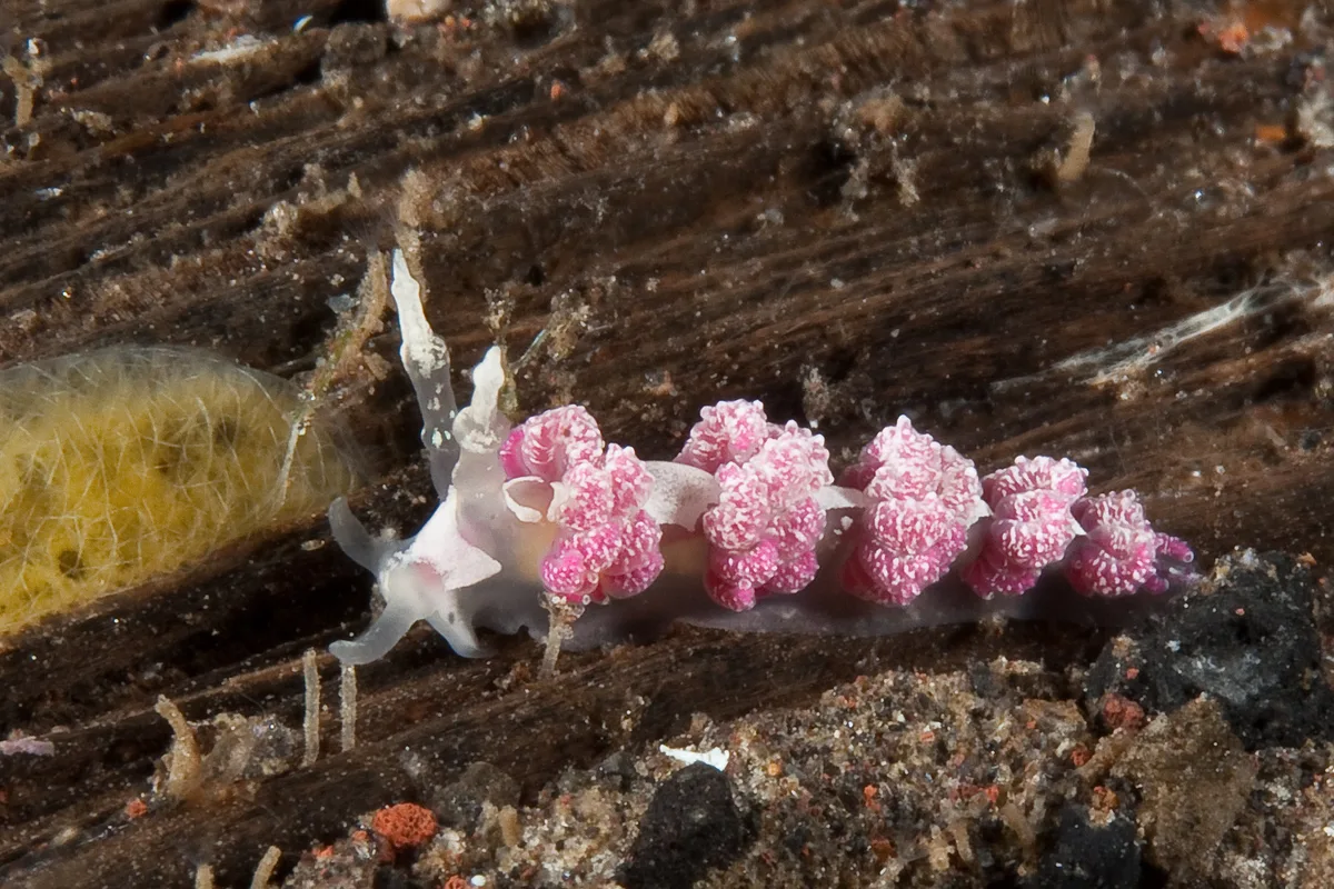 Favorinus japonicus 12 - Nudi Pixel