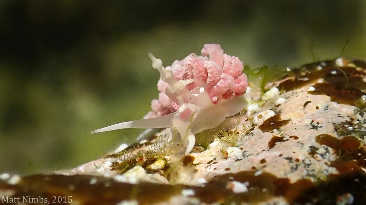 Heterobranchia | Nudibranchia | Facelinidae | Favorinus japonicus Baba, 1949 - Pipeline, Nelson Bay (Port Stephens/Great Lakes Marine Park) NSW, Australia