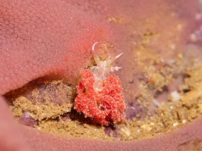 Favorinus japonicus - Honolulu County, US-HI, US