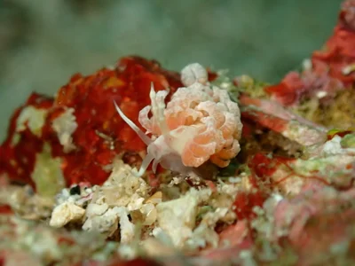 Favorinus japonicus - Casa Escondida Anilao Resort & Dive Center, Mabini, Batangas, Philippines