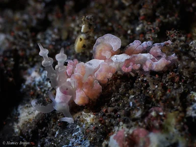Favorinus japonicus - Karang Asem, Bali, Indonesia