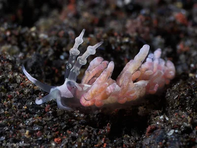 Favorinus japonicus - Karang Asem, Bali, Indonesia