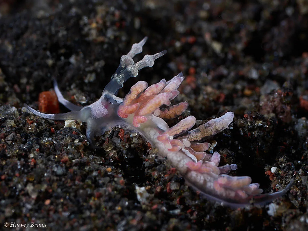 Favorinus japonicus - Karang Asem, Bali, Indonesia