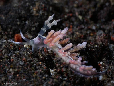 Favorinus japonicus - Karang Asem, Bali, Indonesia