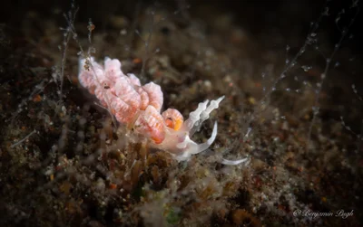 Favorinus japonicus - Karangasem Regency, Bali, Indonesia