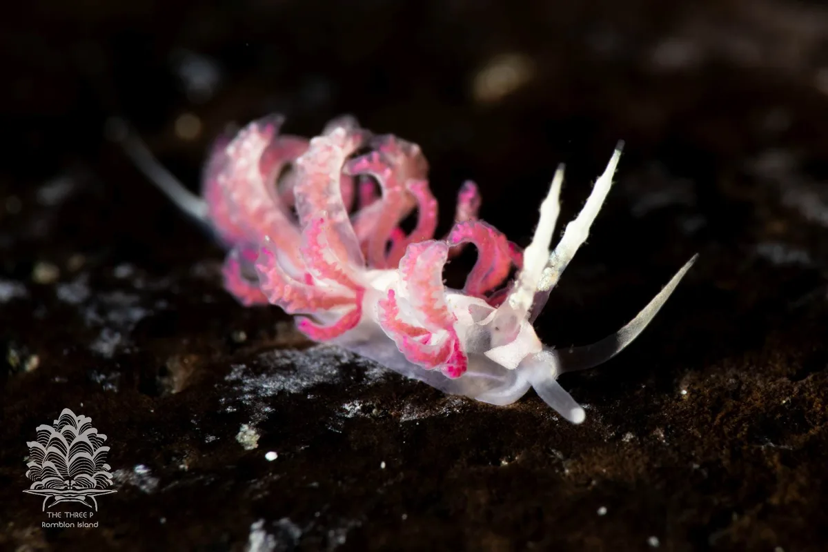 Favorinus japonicus - Romblon, PH