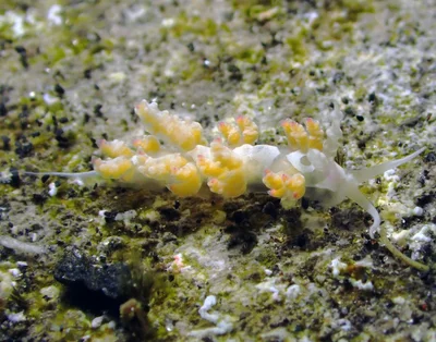 Favorinus japonicus - L'Étang-Salé 97427, La Réunion