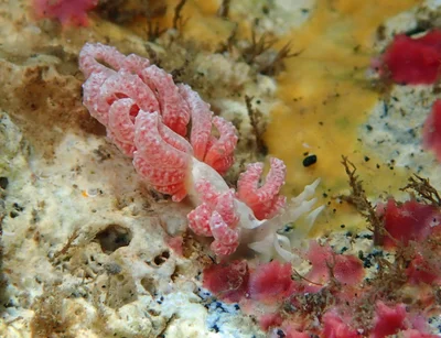 Favorinus japonicus - L'Étang-Salé, RE-PL, RE
