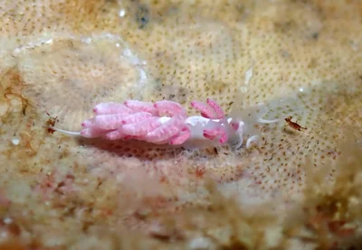 Favorinus japonicus - Tingloy, Batangas, Philippines