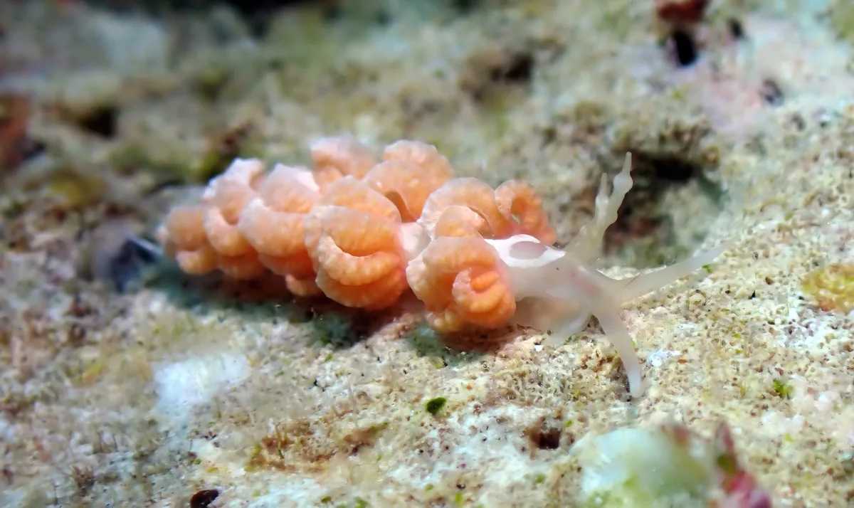 Favorinus japonicus - Tingloy, Batangas, Philippines