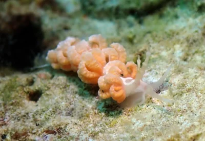 Favorinus japonicus - Tingloy, Batangas, Philippines