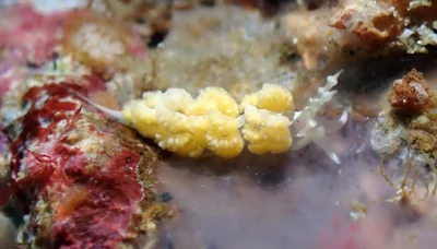Favorinus japonicus - Marikaban, Tingloy, Batangas, Philippines