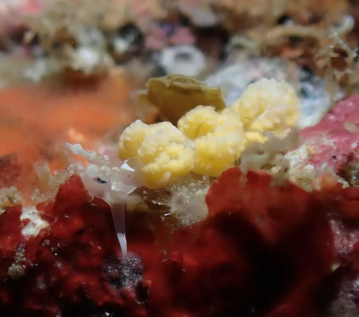 Favorinus japonicus - Marikaban, Tingloy, Batangas, Philippines