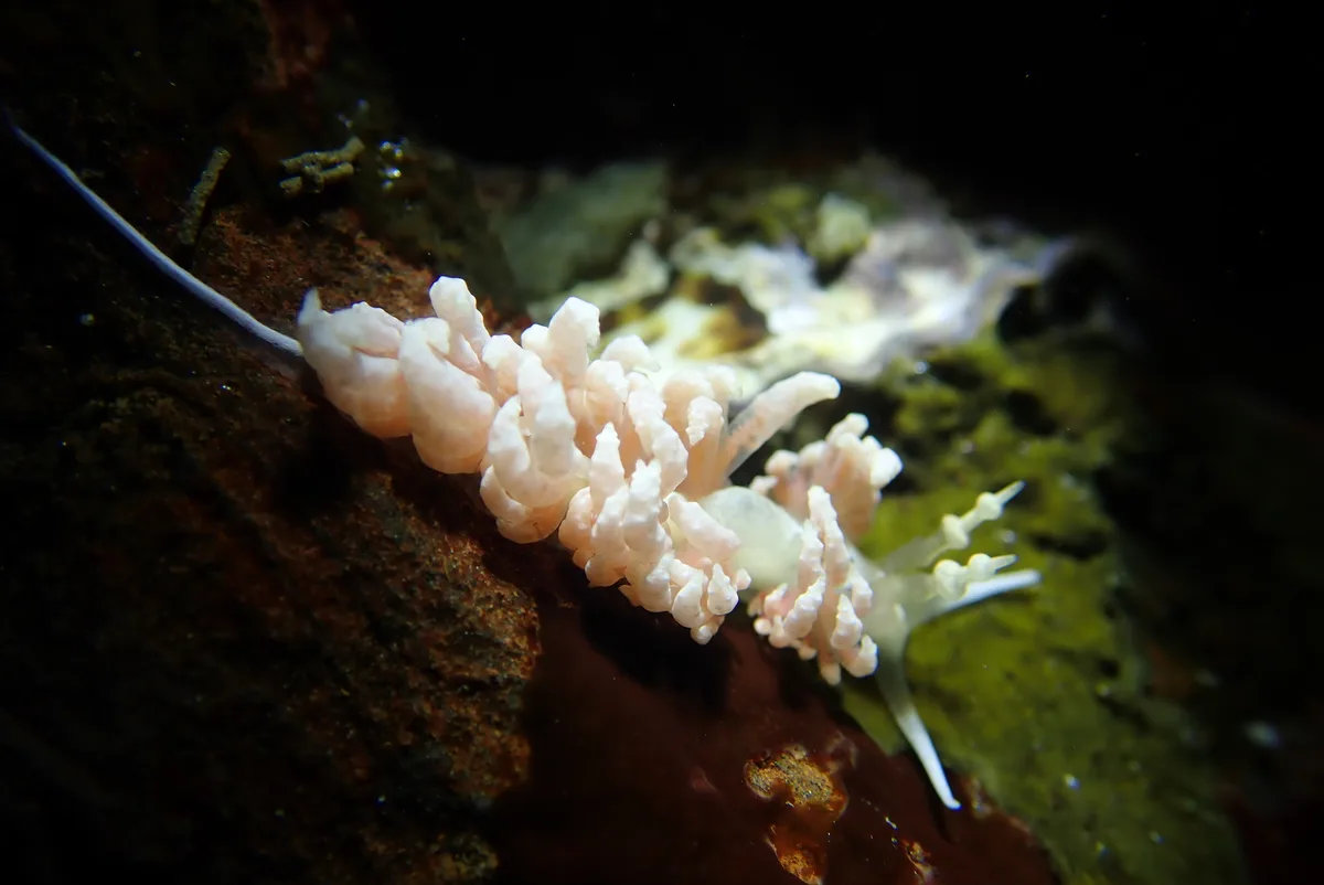 Favorinus japonicus - 228台灣新北市貢寮區