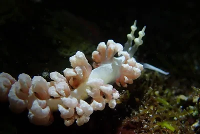 Favorinus japonicus - 228台灣新北市貢寮區