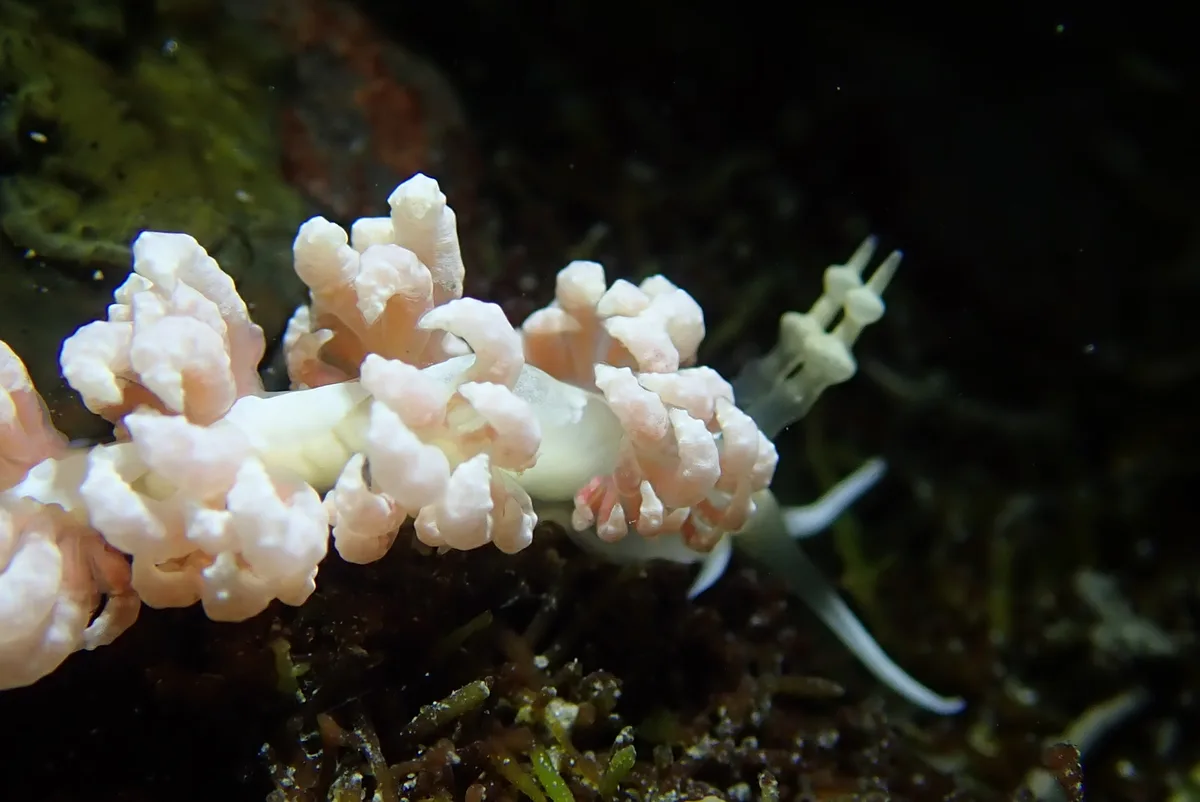 Favorinus japonicus - 228台灣新北市貢寮區