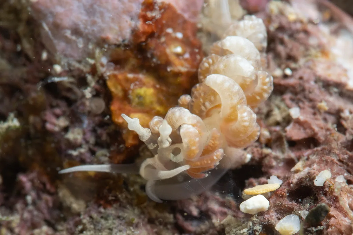 Favorinus japonicus - Liuqiu Yu, Liuqiu Township, Pingtung County, TW