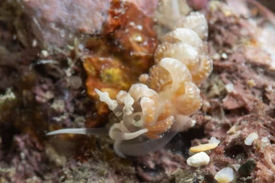 Favorinus japonicus - Liuqiu Yu, Liuqiu Township, Pingtung County, TW