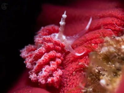Favorinus japonicus - Honolulu County, US-HI, US