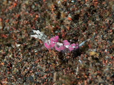 Favorinus japonicus - Tulamben, Kubu, Karangasem Regency, Bali, Indonesia