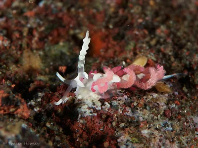 Favorinus japonicus - Tulamben, Kubu, Karangasem Regency, Bali, Indonesia
