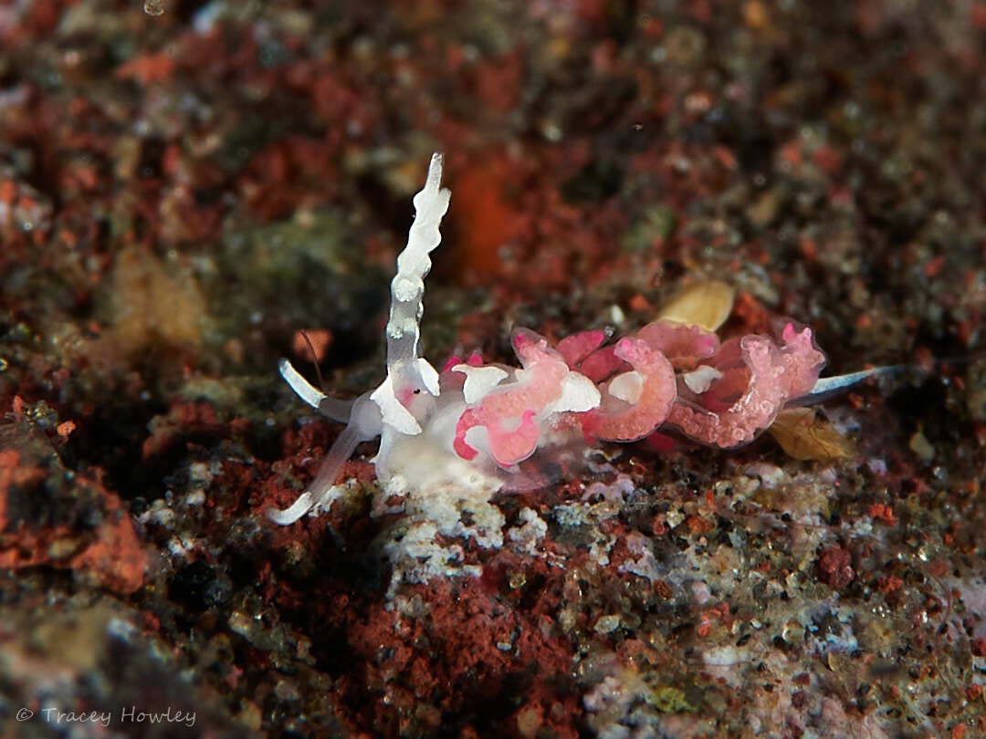 Favorinus japonicus - Tulamben, Kubu, Karangasem Regency, Bali, Indonesia