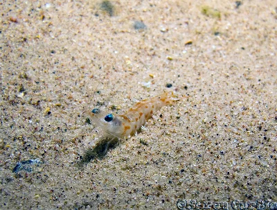 Egyptian prawn