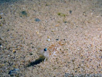 Egyptian prawn