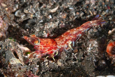 Metapenaeopsis aegyptia - TK1, Lembeh Strait, Indonesia