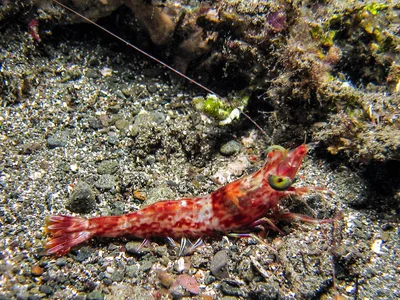 Metapenaeopsis aegyptia - Deacons Reef, Milne Bay, Papua New Guinewa