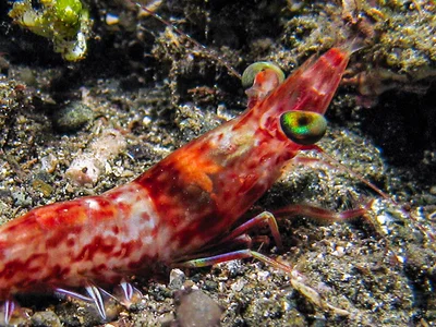 Metapenaeopsis aegyptia - Deacons Reef, Milne Bay, Papua New Guinewa