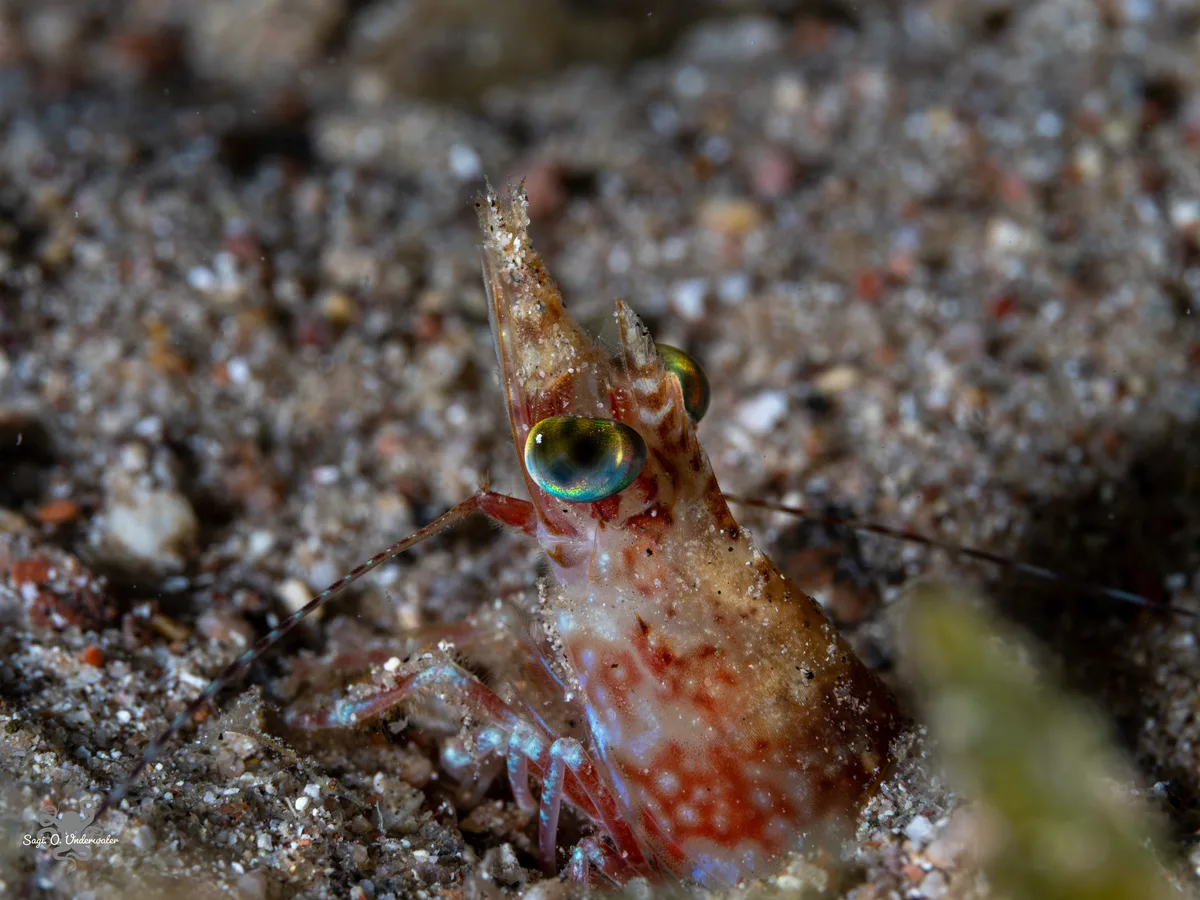 Metapenaeopsis aegyptia - אילת, ישראל