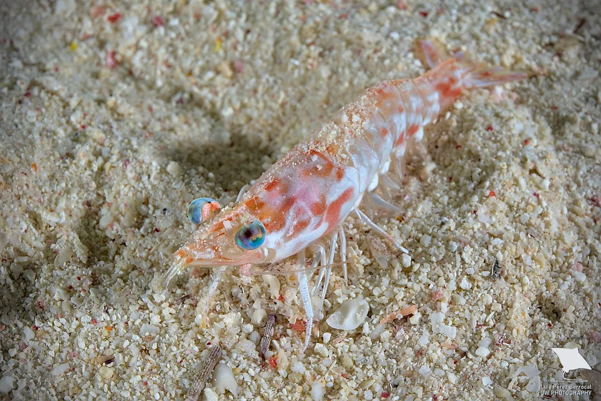Metapenaeopsis aegyptia - Gota Abu Ramada, Hurgada, Egypt