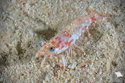 Metapenaeopsis aegyptia - Gota Abu Ramada, Hurgada, Egypt